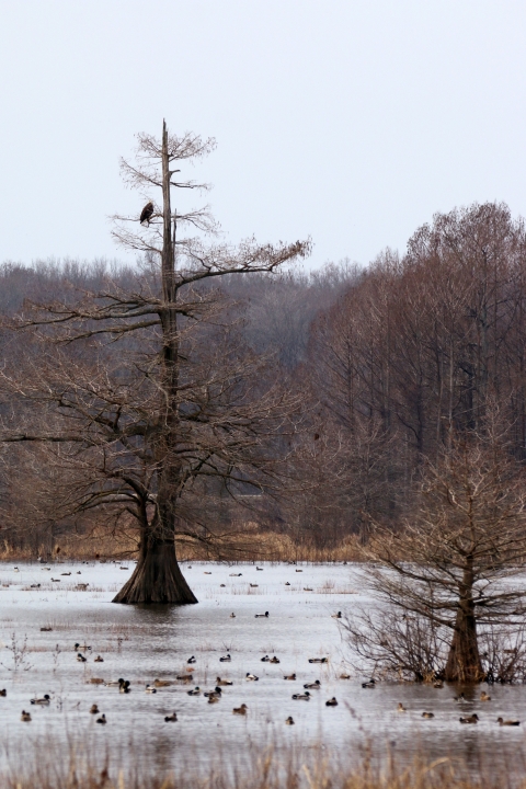 Mingo National Wildlife Refuge | About Us | U.S. Fish & Wildlife